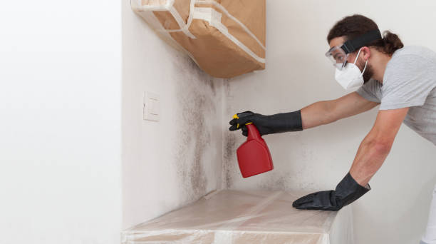 Professional Basement Mold Remediation technician working in Saint Johns, FL