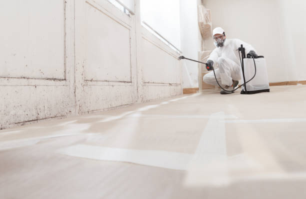 24/7 Emergency Basement Mold Remediation experts in Saint Johns, FL