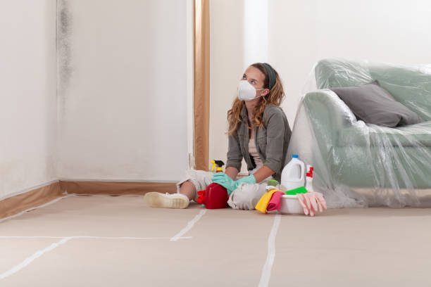 Reliable Basement Mold Remediation contractor in Saint Johns, FL by 24 Hour Mold Removal