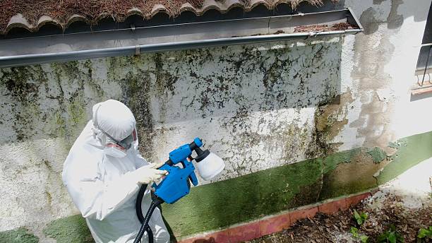 Top rated local Basement Mold Remediation specialists in Saint Johns, FL